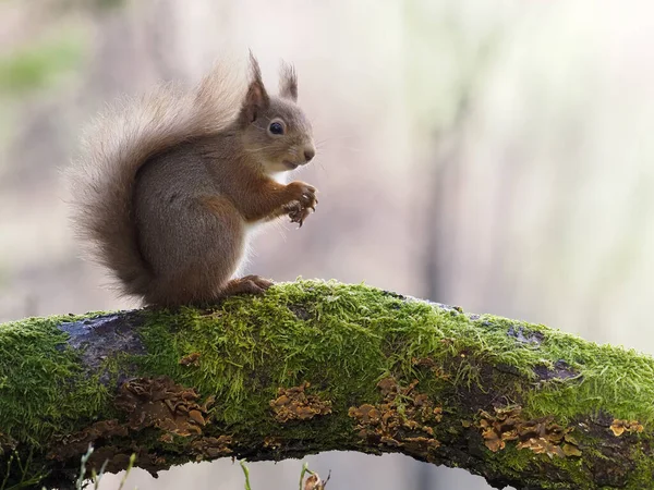 Ardilla Roja Sciurus Vulgaris Único Mamífero Rama Escocia Marzo 2020 —  Fotos de Stock