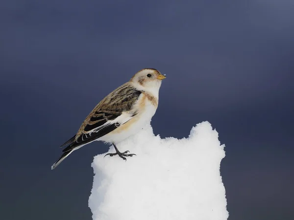 Sneeuwgors Plectrophenax Nivalis Enkele Vogel Sneeuw Schotland Maart 2020 — Stockfoto
