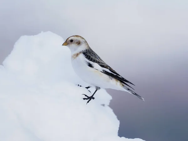 Snow Bunting Plectrophenax Nivalis Single Bird Snow Scotland March 2020 — Stock Photo, Image