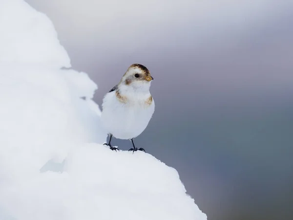 Snöbuntning Plectrophenax Nivalis Enstaka Fågel Snö Skottland Mars 2020 — Stockfoto