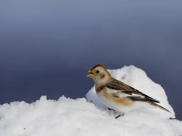 Snow Bunting Plectrophenax Nivalis Ave Soltera Nieve Escocia Marzo 2020 — Foto de Stock