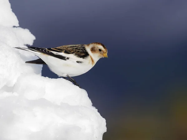 Snow Bunting Plectrophenax Nivalis Single Bird Snow Scotland March 2020 — Stock Photo, Image