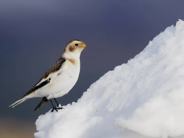 Snow Bunting Plectrophenax Nivalis Ave Soltera Nieve Escocia Marzo 2020 — Foto de Stock