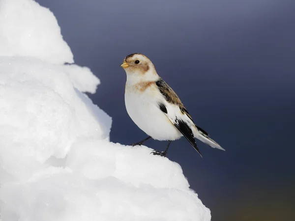 Sneeuwgors Plectrophenax Nivalis Enkele Vogel Sneeuw Schotland Maart 2020 — Stockfoto