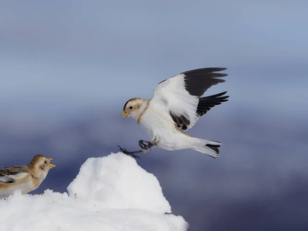 白雪公主 白雪公主 单鸟飞行 苏格兰 2020年3月 — 图库照片