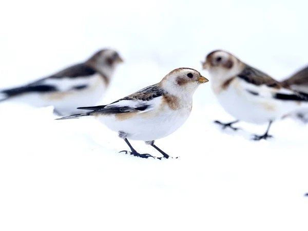 Snöbuntning Plectrophenax Nivalis Grupp Fåglar Snö Skottland Mars 2020 — Stockfoto