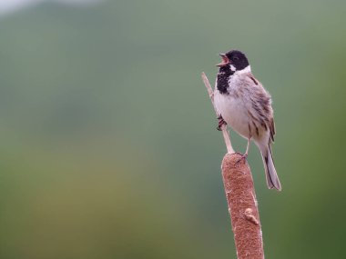 Reed Bunting, Emberiza schoeniclus, Bulrush, Warwickshire 'da şarkı söyleyen bekar erkek, Mayıs 2020