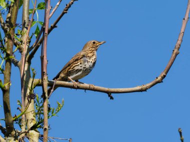 Song ardıç kuşu, Turdus filomelos, daldaki tek kuş, Warwickshire, Mayıs 2020