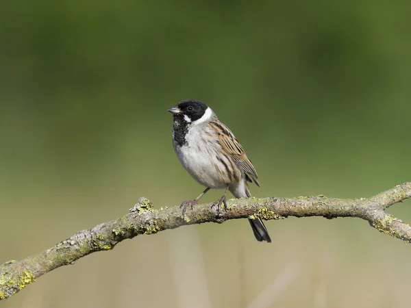 Bruant Roseau Emberiza Schoeniclus Mâle Célibataire Sur Branche Warwickshire Mai — Photo