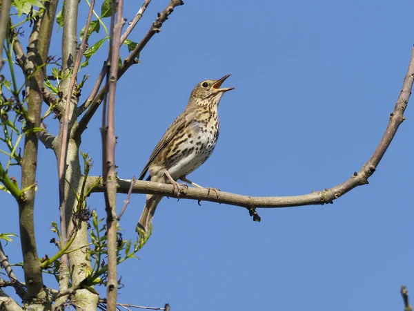 歌のスラッシュ トゥルドゥス フィロモロス 枝で歌う一羽の鳥 Warwickshire 2020年5月 — ストック写真