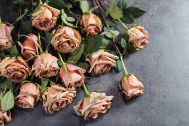 Turuncu ve pembe güllerin yakın çekimi. Elinde gül tutan bir kız. Çiçekler.