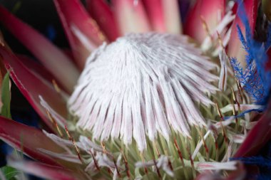 Bir Proteus çiçeğinin yakın plan fotoğrafı. Çiçek teslimatı. Çiçekler.