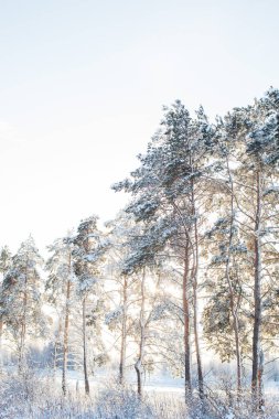 Güneşin altında güzel kar fırtınaları. Rus kışı