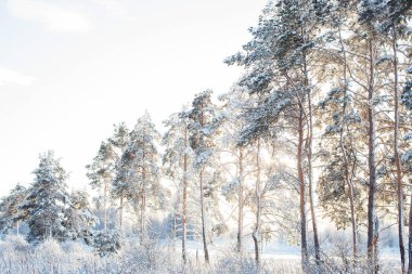 Güneşin altında güzel kar fırtınaları. Rus kışı