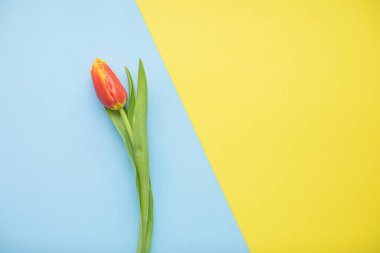 Fotokopi alanı olan çok renkli kağıt arkaplanda güzel pembe laleler. Bahar, yaz, çiçekler, renk konsepti, kadınlar günü