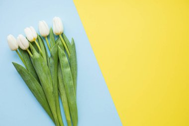 Fotokopi alanı olan çok renkli arka planlarda güzel beyaz laleler. Bahar, yaz, çiçekler, renk konsepti, kadınlar günü