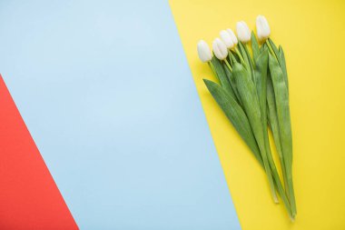 Fotokopi alanı olan çok renkli arka planlarda güzel beyaz laleler. Bahar, yaz, çiçekler, renk konsepti, kadınlar günü
