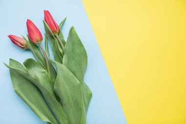 Fotokopi alanı olan çok renkli kağıt arkaplanda güzel kırmızı laleler. Bahar, yaz, çiçekler, renk konsepti, kadınlar günü
