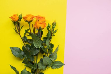 Fotokopi alanı olan çok renkli arka planda güzel güller. Bahar, yaz, çiçekler, renk konsepti. Çiçek teslimatı