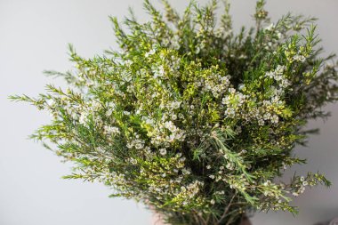 Büyük, güzel bir buket beyaz balmumu çiçeği. Çiçek arkaplanı ve duvar kağıdı. Çiçek dükkanı konsepti. Taze kesilmiş güzel bir buket. Çiçek teslimatı