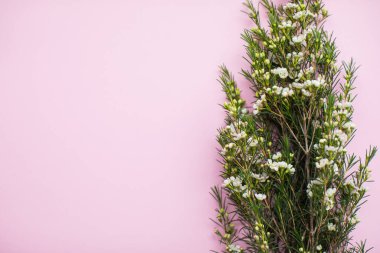 Çok renkli arkaplanda, kopyalama alanı olan güzel beyaz balmumu çiçeği. Bahar, yaz, çiçekler, renk konsepti. Çiçek teslimatı