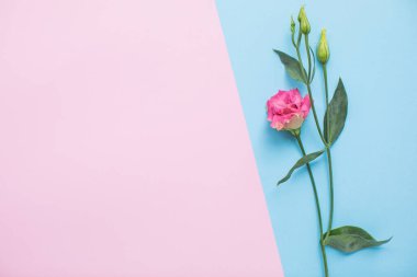 Beautiful eustoma on multicolored paper backgrounds with copy space. Spring, summer, flowers, color concept. Flower delivery