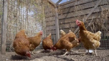 Çiftlikte tavuk var. Kapatın. Kümes hayvanları çiftliği