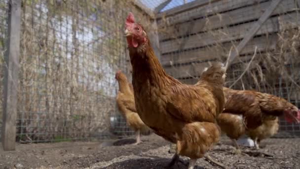 Red hens with red scallops walk in a pen with a green fence in summer. — Stock Video