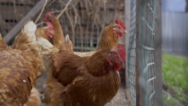 Close-up van een bruine kippen leven op het platteland en pikken het eten onder het genot van de buitenlucht en schoon — Stockvideo