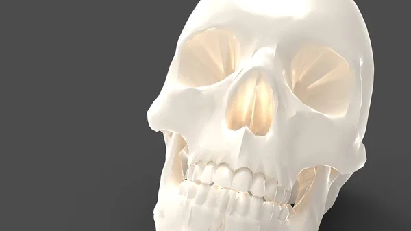 Representación 3d de un cráneo humano aislado en fondo de color —  Fotos de Stock