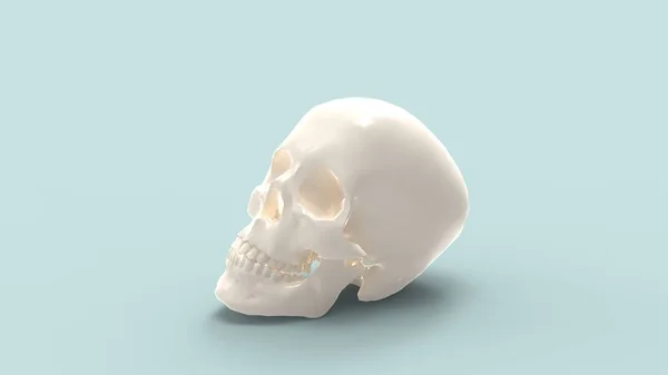 3d rendering of a human skull isolated in colored background — Stock Photo, Image