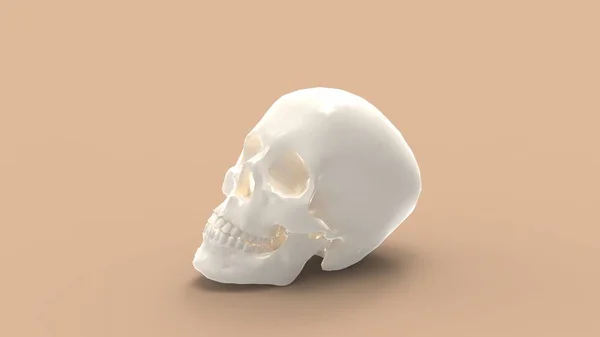 Representación 3d de un cráneo humano aislado en fondo de color — Foto de Stock