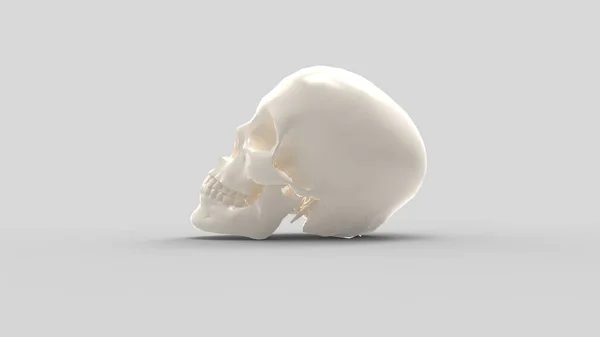 3d renderização de um crânio humano isolado em fundo colorido — Fotografia de Stock