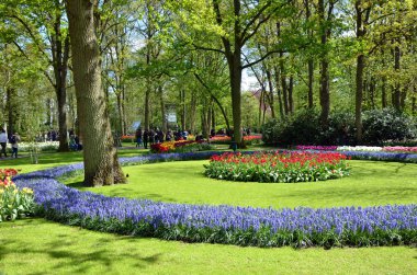 Hollanda 'da yeşil ve kırmızı renkli lalelerin manzarası.