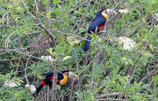 Zwei Tukane in einem Baum im Süden Brasiliens — Stockfoto