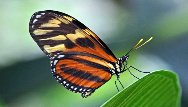 Schmetterling aus nächster Nähe auf einem grünen Blatt sitzend. — Stockfoto