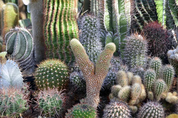 Cactus garden with multiple kinds of green cacti.