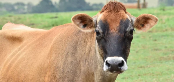 Cow and head facing the camera outdoor in a green grass land field — Stock Photo, Image