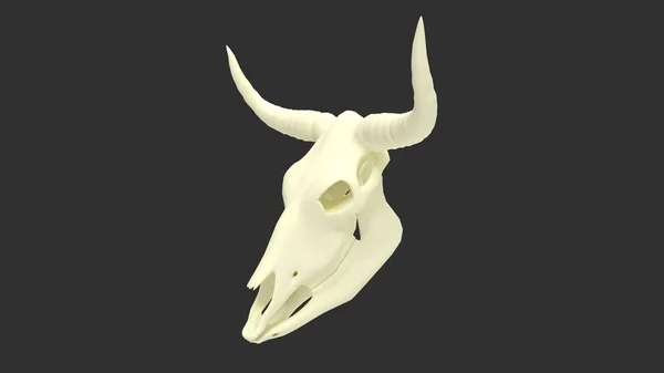 用黑色背景隔离的奶牛头骨3D绘制 — 图库照片