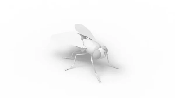 3d renderização de uma mosca isolada em um fundo espaço vazio branco — Fotografia de Stock