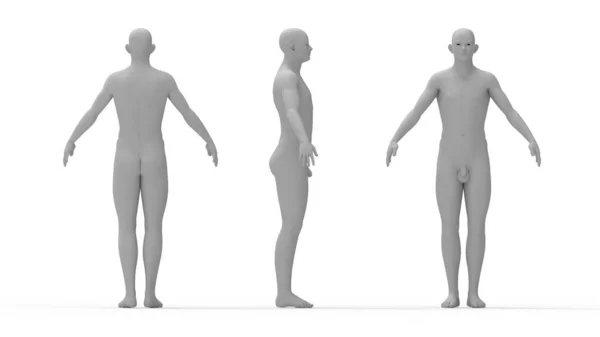 사람 이 해부학적으로 완전히 서 있는 남자 의 3D 렌더링 — 스톡 사진