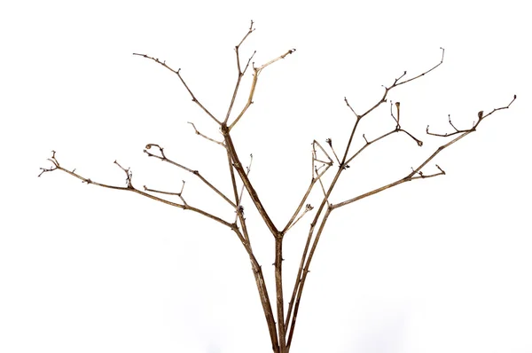 Estúdio Tiro de galho de planta morta seca — Fotografia de Stock