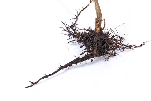 Tallo de planta muerta y raíces subterráneas y suelo — Foto de Stock
