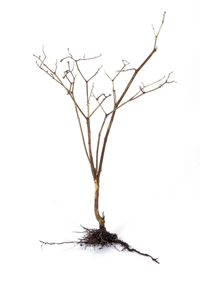 Dry Dead Plant and Underground Roots and Soil — Stock Photo, Image