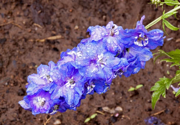 Regn täckt blå Delphinium blomma med rika blöt jord — Stockfoto