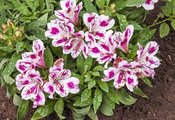 Brokiga Alströmerior blommor och lämnar beströs med Raindro — Stockfoto