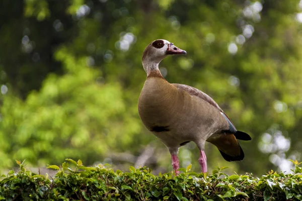 Bunte ägyptische Wildgans thront auf einer grünen Gartenhecke — Stockfoto