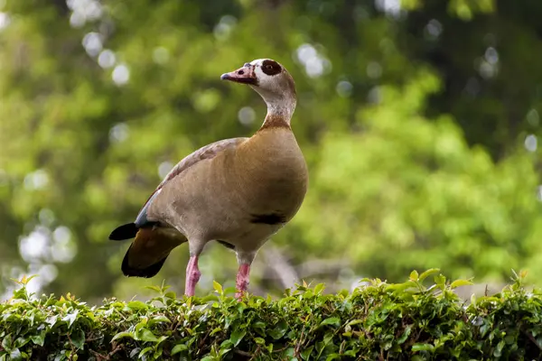 Oie égyptienne sauvage colorée perchée sur haie de jardin vert — Photo