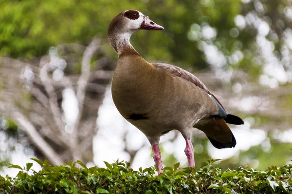 Colorful Wild Egyptian Goose Perched on Green Garden Hedge — Stock Photo, Image