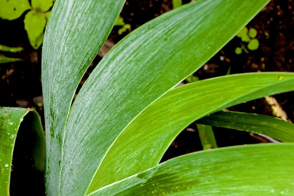 Zbliżenie na deszcz pokryte Brodaty Iris pozostawia — Zdjęcie stockowe